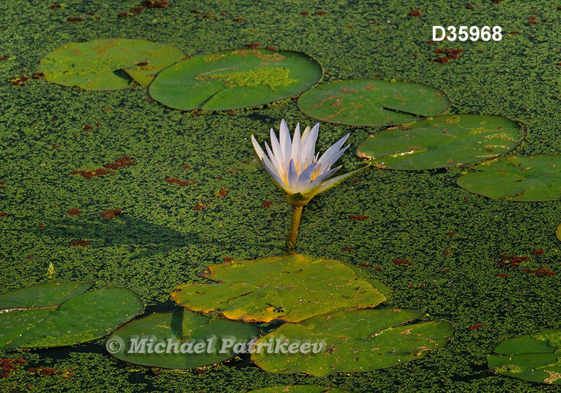 Blue Lotus (Nymphaea caerulea)